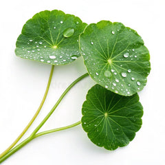 Centella Asiatica